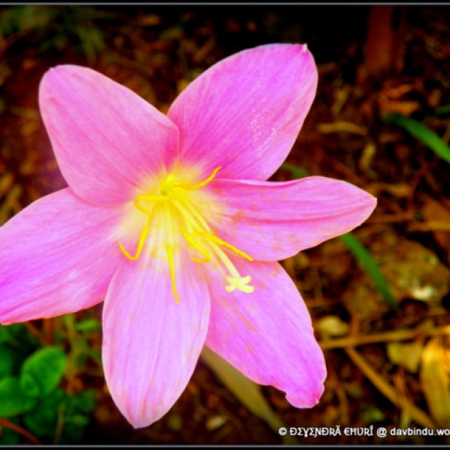 पाचगणी येथील फुलांच्या बागेतील मोहक फुल ...
